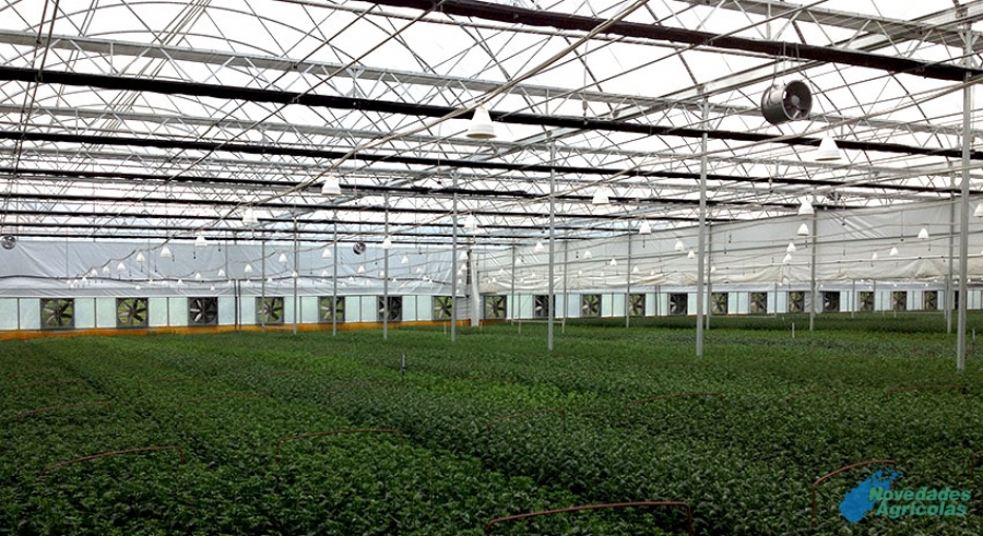 Advantages of greenhouse production
